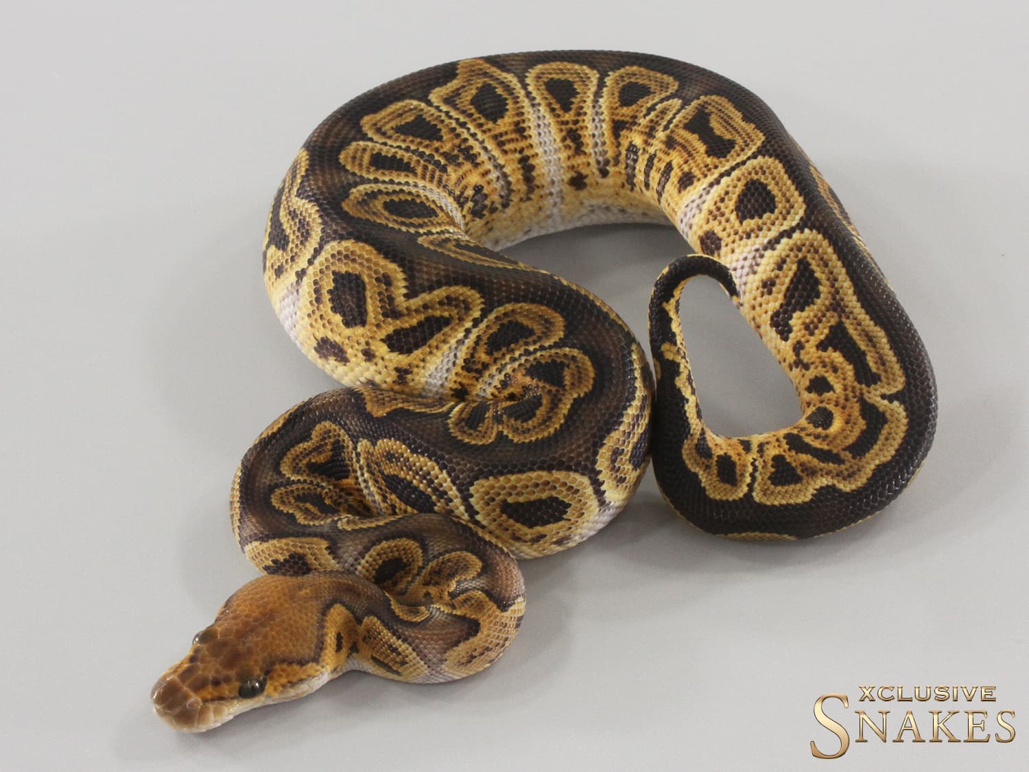 Ball Python