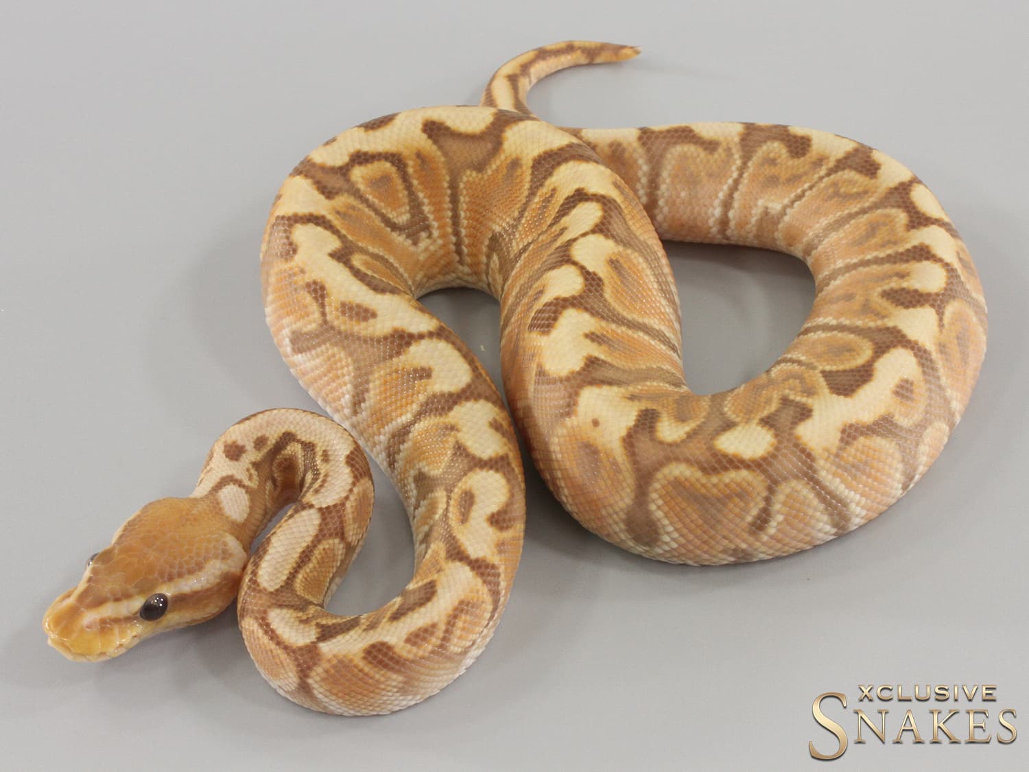 Ball Python