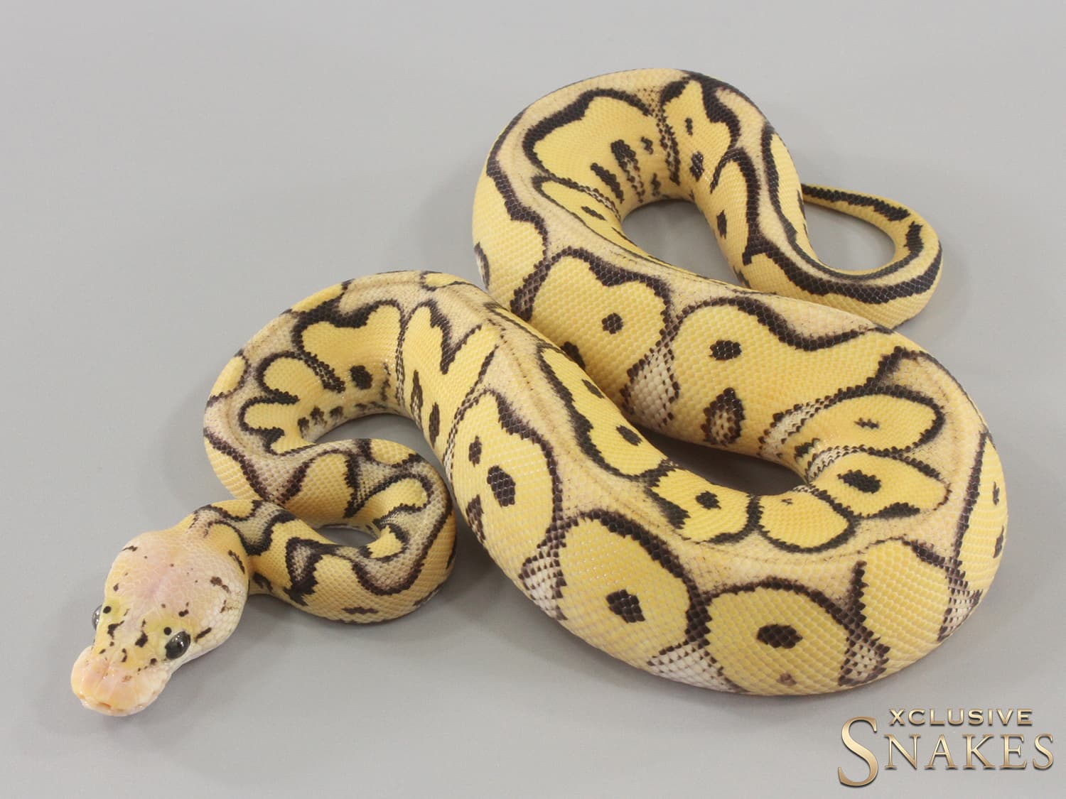 Ball Python