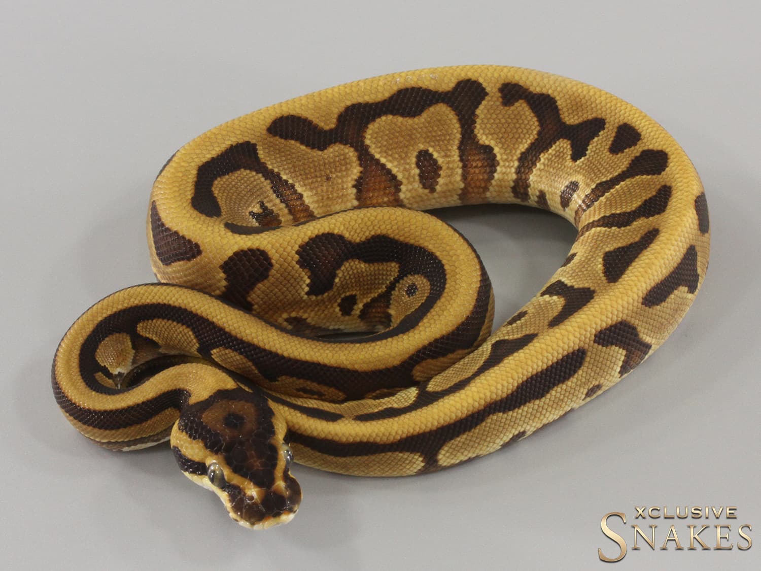Ball Python