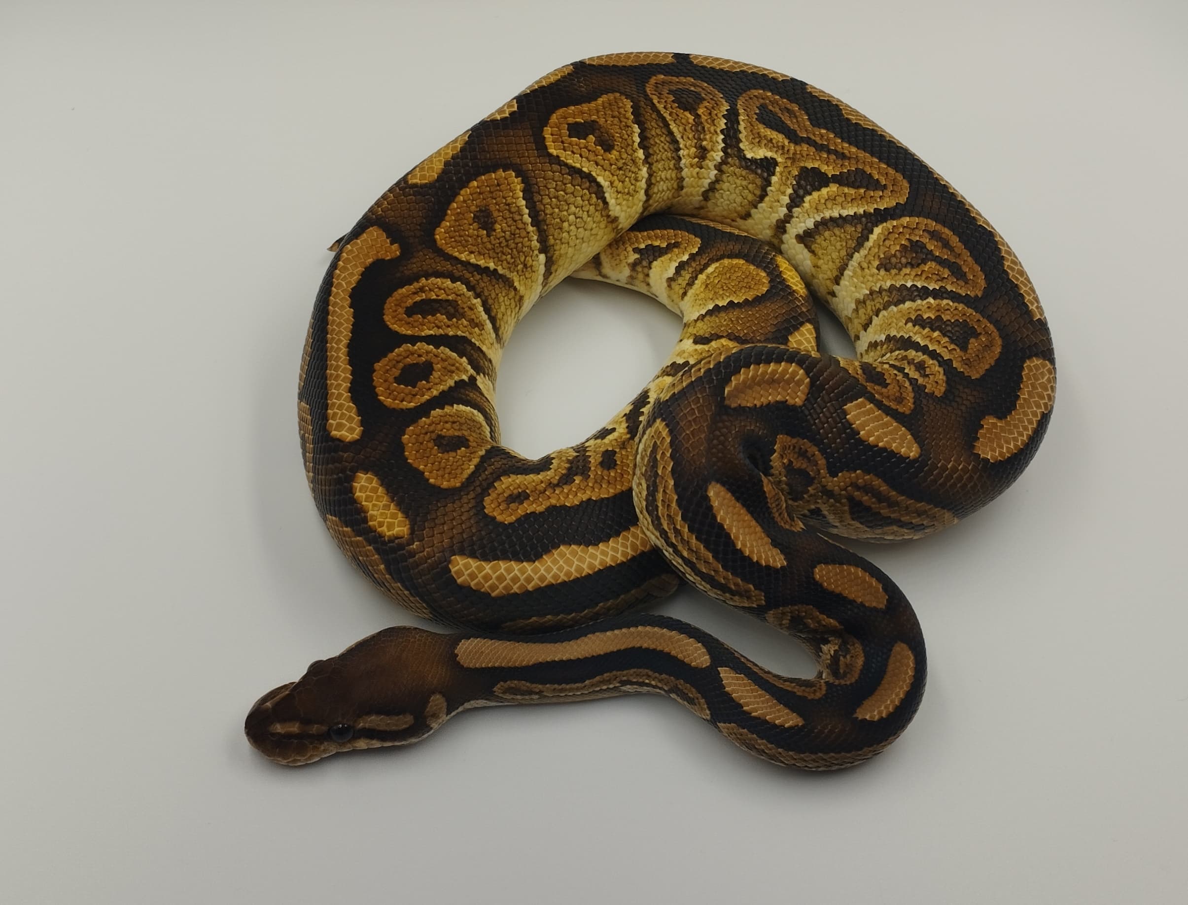 Ball Python