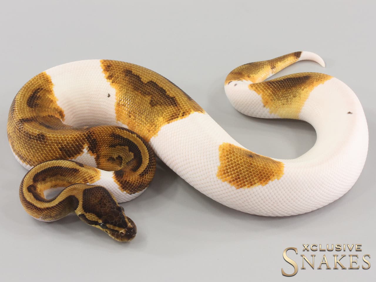 Ball Python