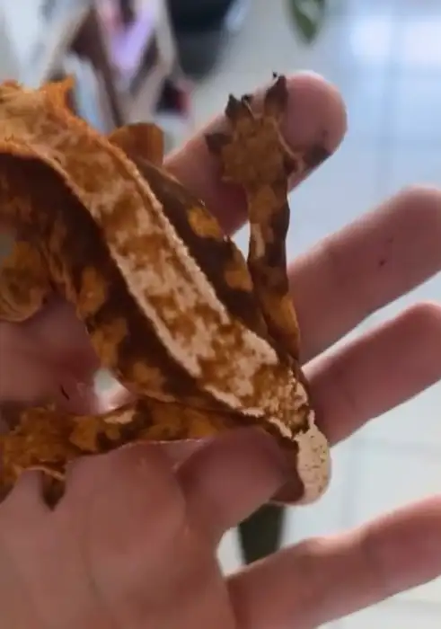 Crested Gecko