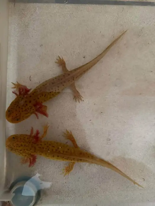 Axolotl