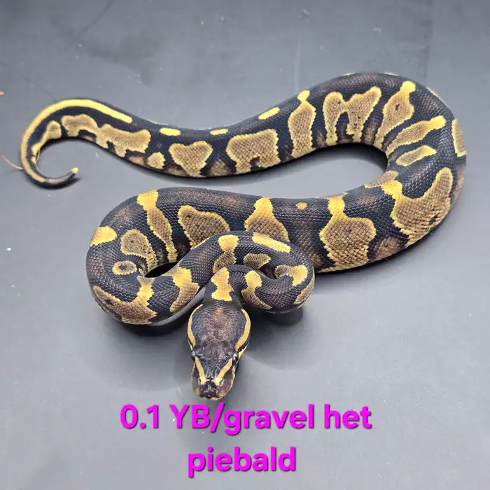 Ball Python