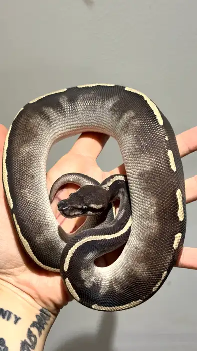 Ball Python