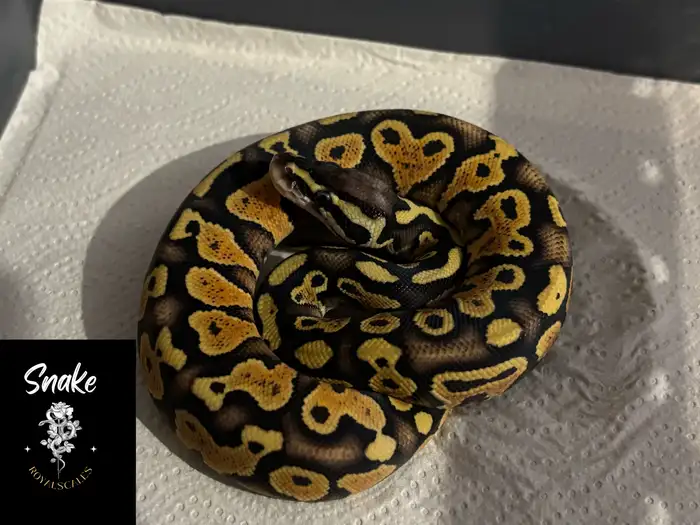 Ball Python
