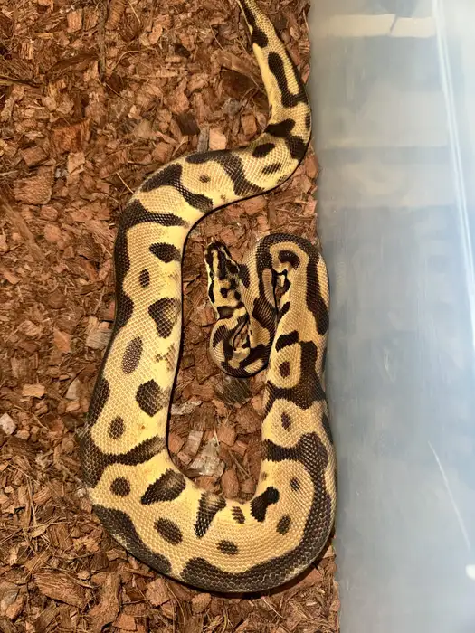 Ball Python