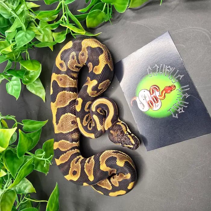 Ball Python