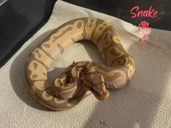 Ball Python