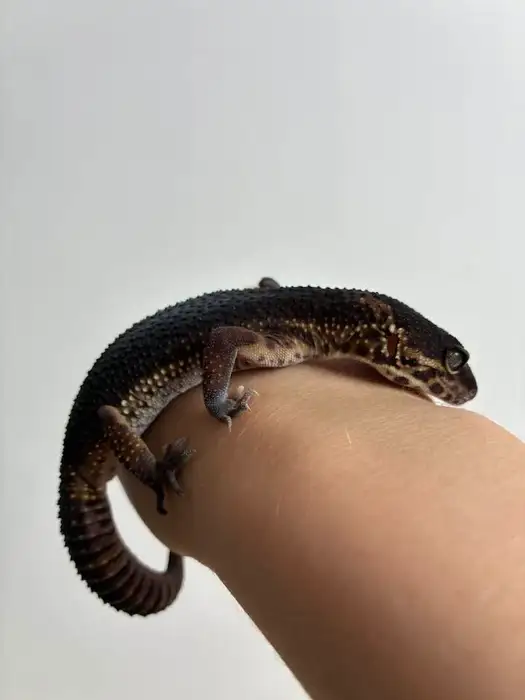 Leopard Gecko