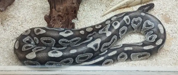 Ball Python