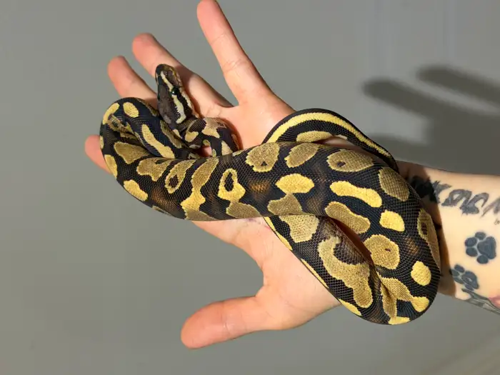 Ball Python