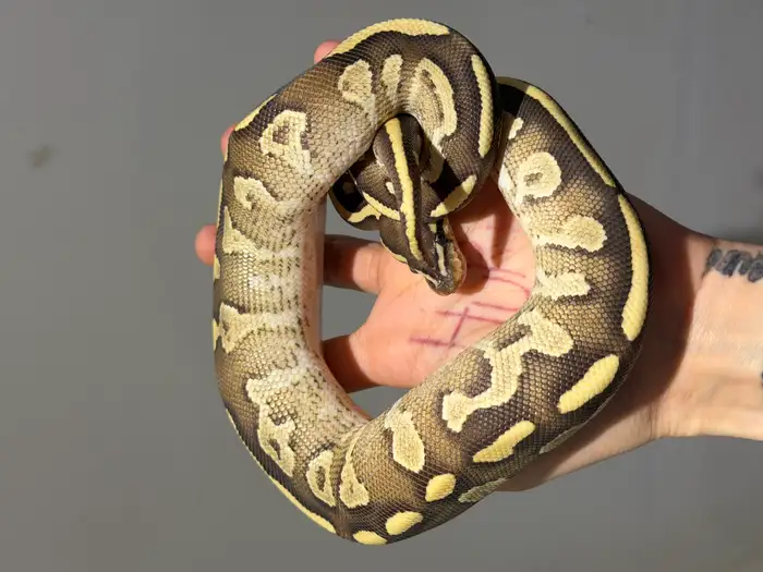 Ball Python