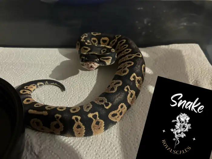 Ball Python