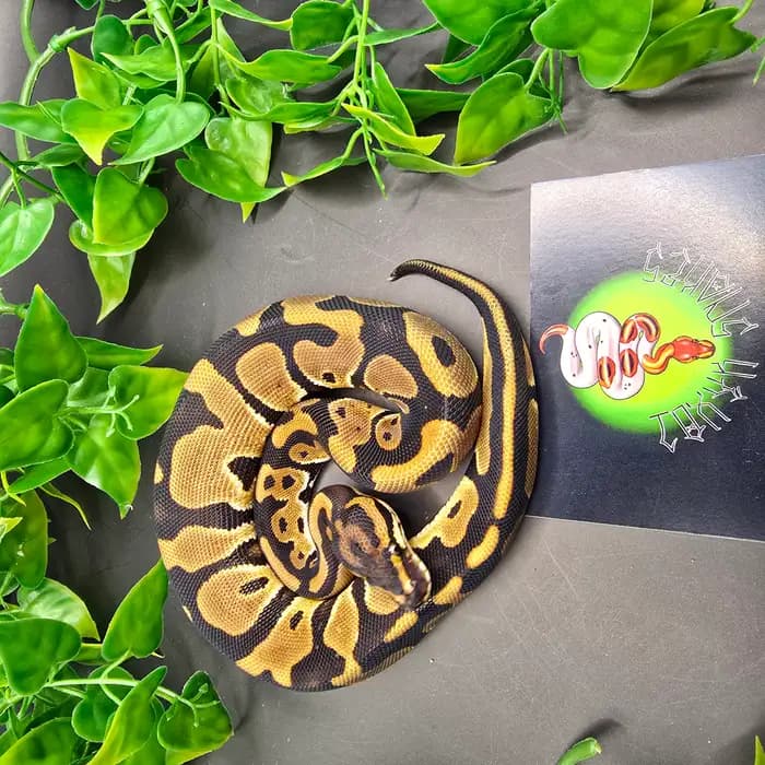 Ball Python