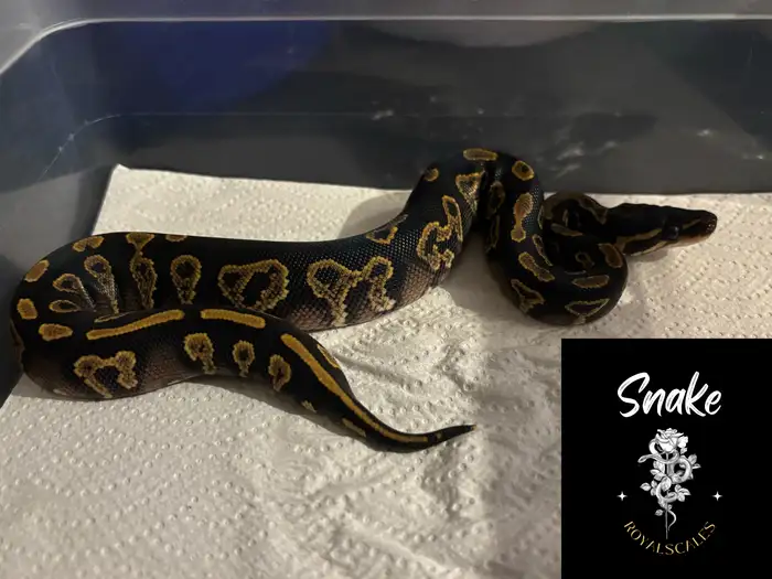 Ball Python