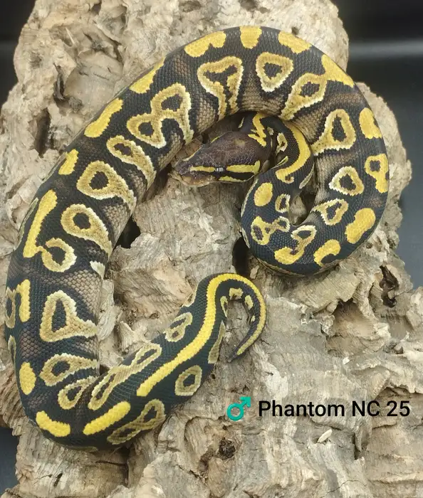 Ball Python