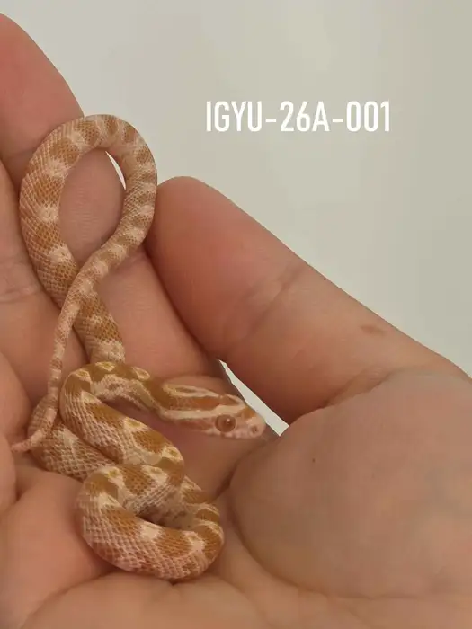 Corn Snake