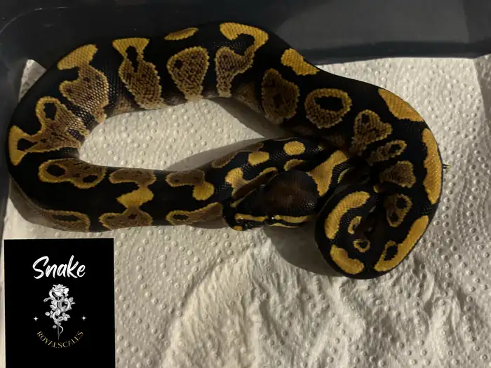 Ball Python