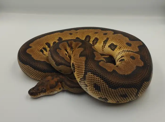 Ball Python