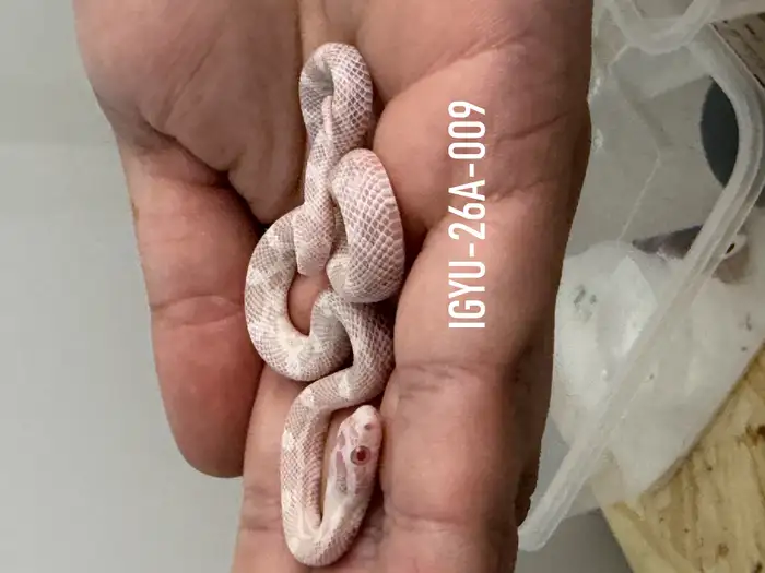 Corn Snake